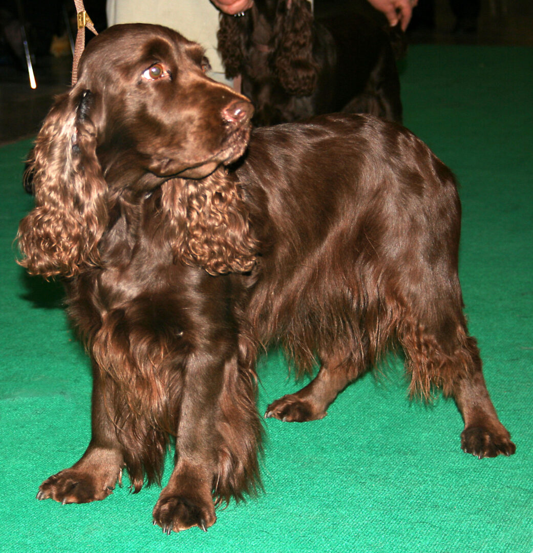 field spaniel on lead at show on green carpet indoors