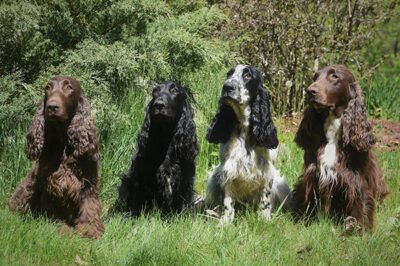 Field Spaniel Dog Breed Rescue Interview