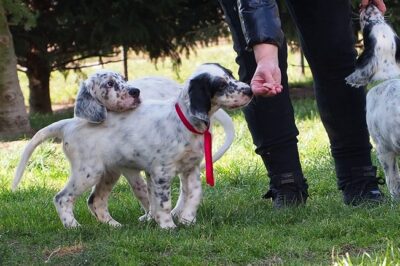 English Setter Dog Breed Rescue Interview