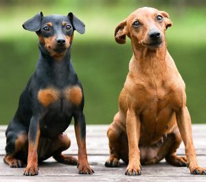 Miniature Pinscher “Min Pin” Dog Breed Rescue Interview