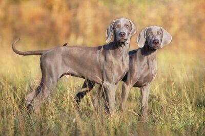 Special, Sporty Weimaraner: Versatile Family Dog Care & Comparison vs Brittany, Vizsla & Lab