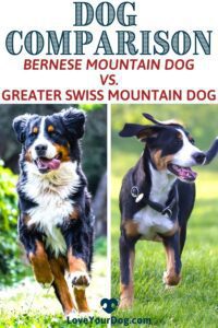 Bernese Mountain Dog vs Greater Swiss Mountain Dog side by side