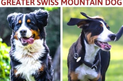 Bernese vs Greater Swiss Mountain Dog: Which Gentle Giant Fits Your Family?