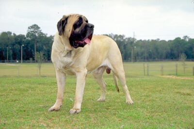 Mastiffs Comparison: Old English vs Spanish vs Pyrenean vs Japanese Tosa vs Great Pyrenees vs Presa Canario vs Cane Corso