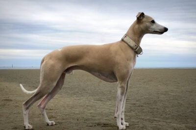 Whippet 1st Time Owner Guide: Cuddly & Sensitive Breed History & Care | vs Iggy Comparison