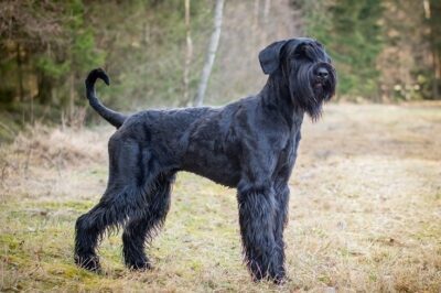 Giant Schnauzer Rep vs Reality: Care & Training | Family Pet vs Guard Dog | vs Schnauzers & Dane