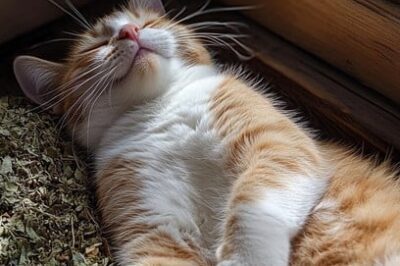 Indoor Cats Pros & Cons: Health & Lifespan, Vet Advice & Best Breeds | Catio & Leash Enrichment