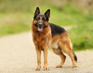 german shepherd on dirt trail outdoors