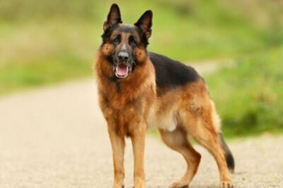 Versatile German Shepherd Dog Breed Pros & Cons: Intelligence, Training & Ideal Lifestyle Tips