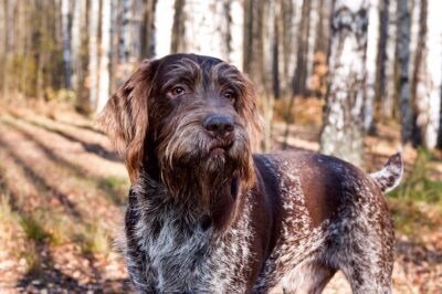 German Wirehaired Pointer (GWP): Versatility, Training, Grooming & Family Compatibility vs GSPs