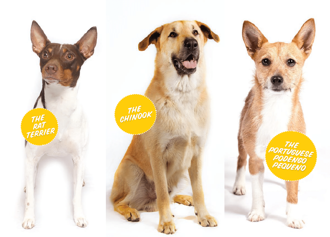 rare dog breeds: rat terrier, chinook & Portuguese Podengo Pequeno