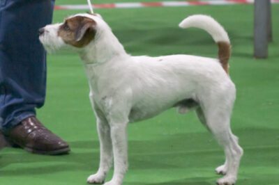 Parson Russell Terrier for 1st Time Owners: History, Pros & Cons | Terriers Comparison | Avoid Breeder Scams