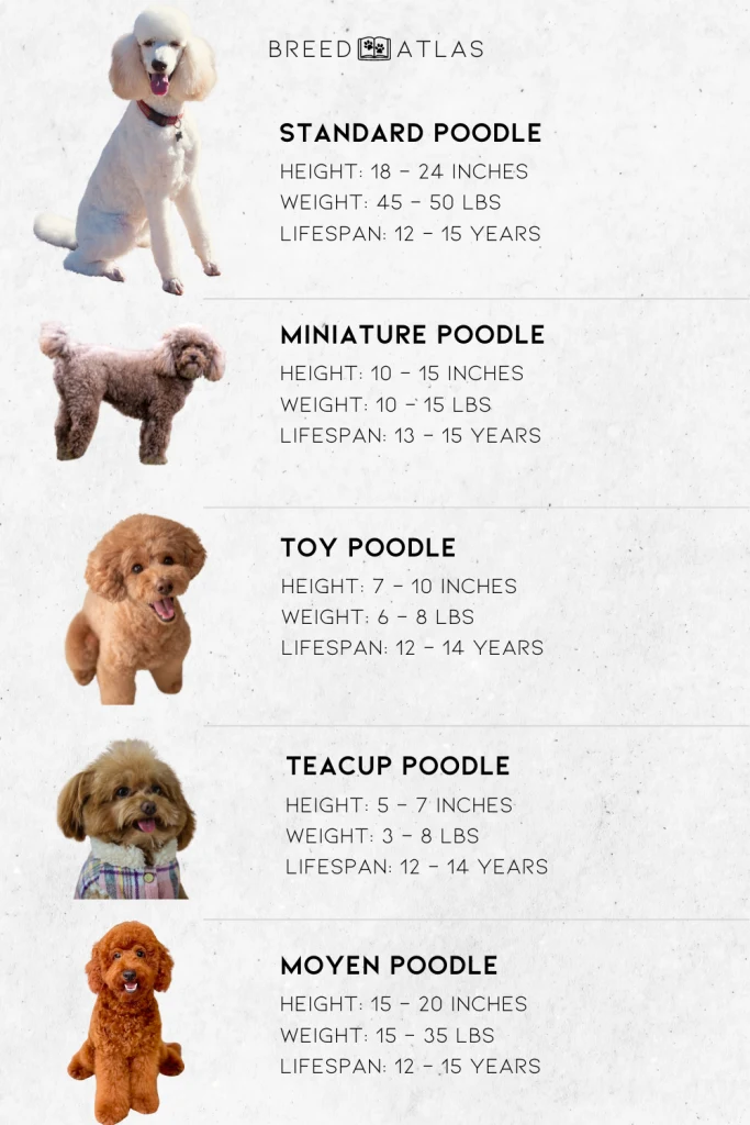 different poodle sizes