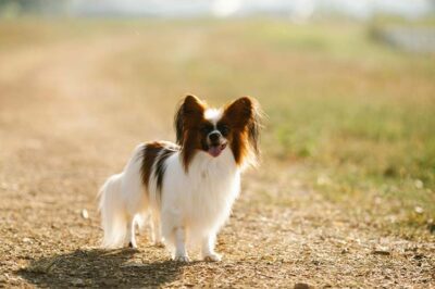Papillon the Sporty & Cuddly “Butterfly Dog”: History, Cost, Personality, Health, Pros & Cons | Toy Dog Comparison
