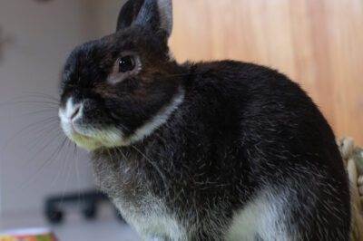 Silver Marten Rabbit Newbie Adoption Guide: Origins, Rarity, Agility, Allergy Maintenance & Silver Fox Comparison