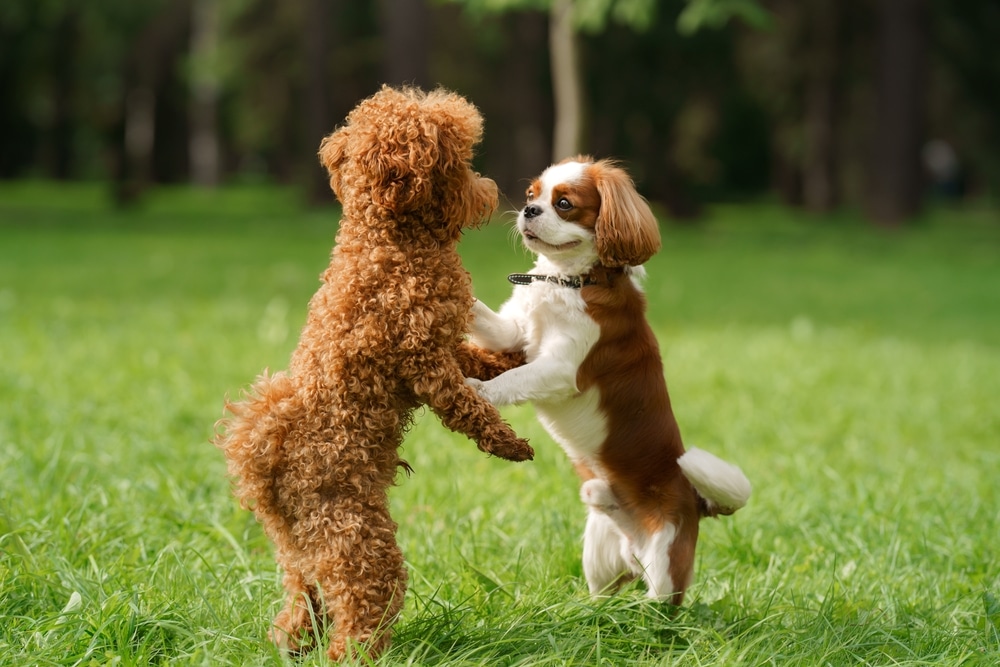 poodle socialization to manage anxiety: Playing with cavalier king charles spaniel at park