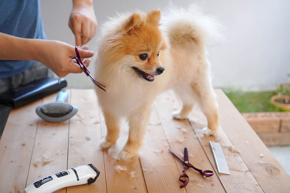 Pomeranian grooming care & maintenance
