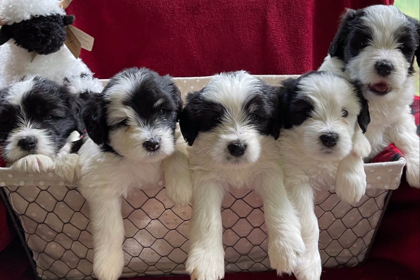 5 Polish Lowland Sheepdog (PON) litter of puppies in a basket with stuffed sheep in background