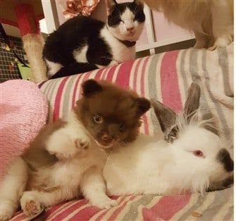 Pomeranian good with other pets like cats & rabbits