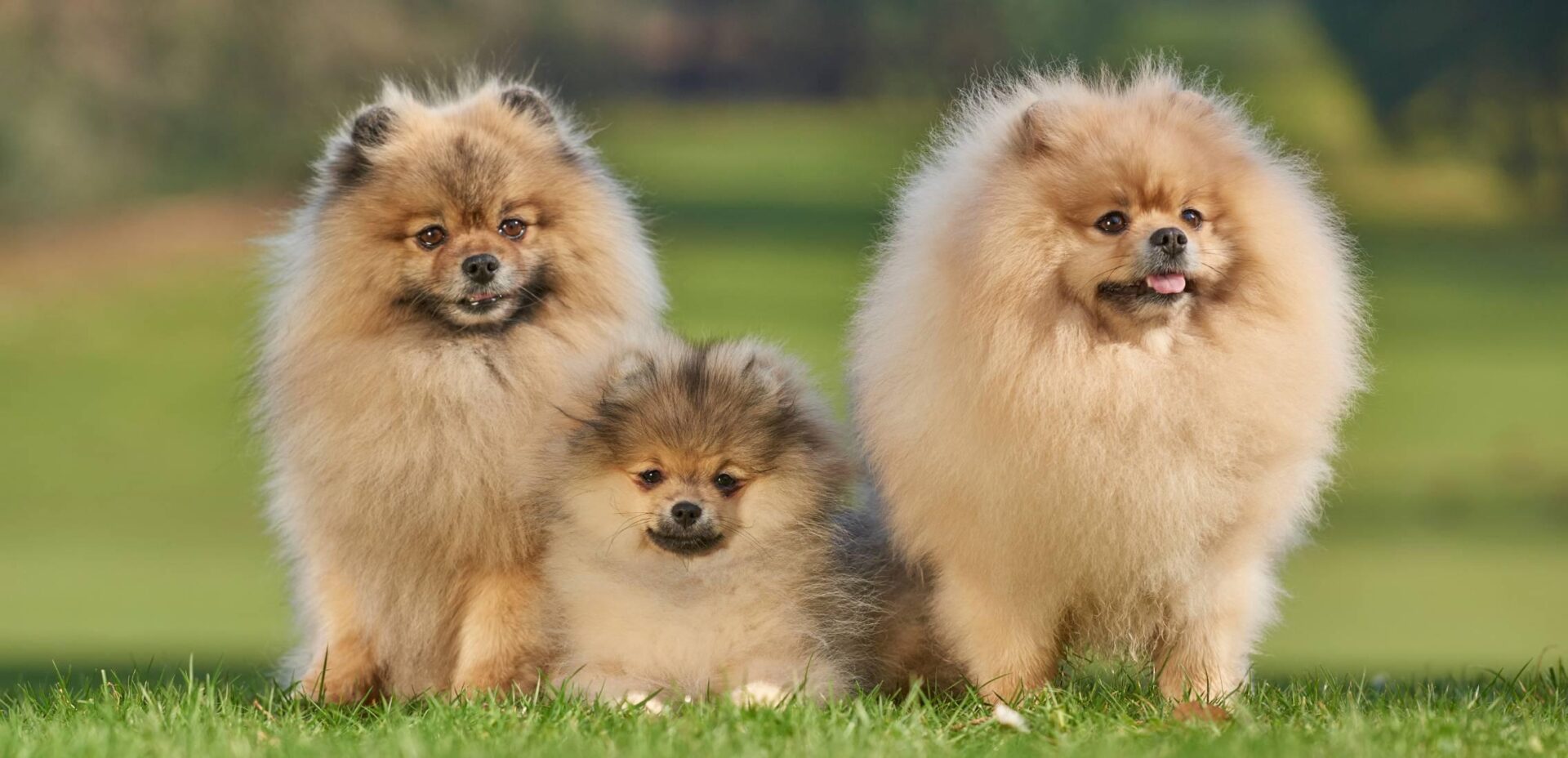 red Pomeranian family parents with pup