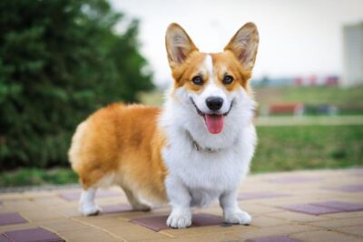 Pembroke Welsh Corgi Adoption Guide: Cost, Care, Health, Pros & Cons | Corgi & Basset Comparison