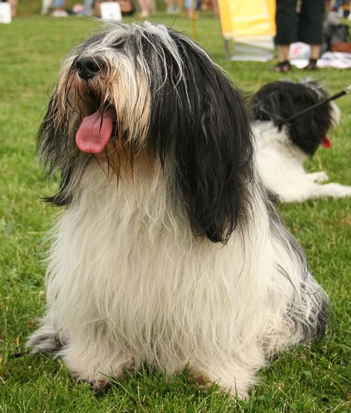 2 Polish Lowland Sheepdogs (PON) at canine event seated on grass