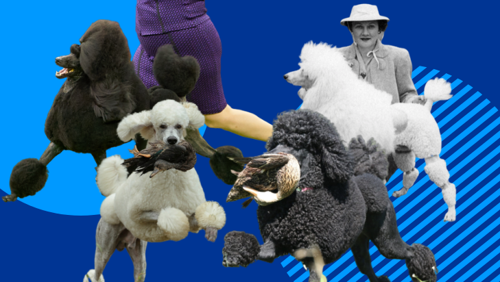 versatile poodle rich history: show dog, stylish regal pet, hunter
