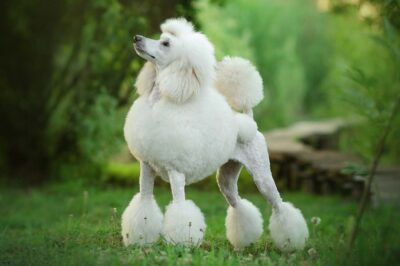 Poodle the Popular Aristocratic Hunter: History, Purpose & Cost | Training & Grooming | Sizes & Mixes