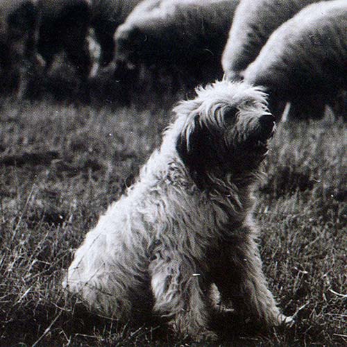 BW photo of Polish Lowland Sheepdog (PON) seated by herd of sheep