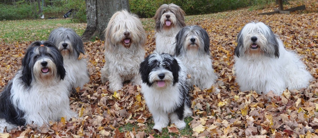 pack of Polish Lowland Sheepdog (PON) dogs seated in autumn leaves in large yard