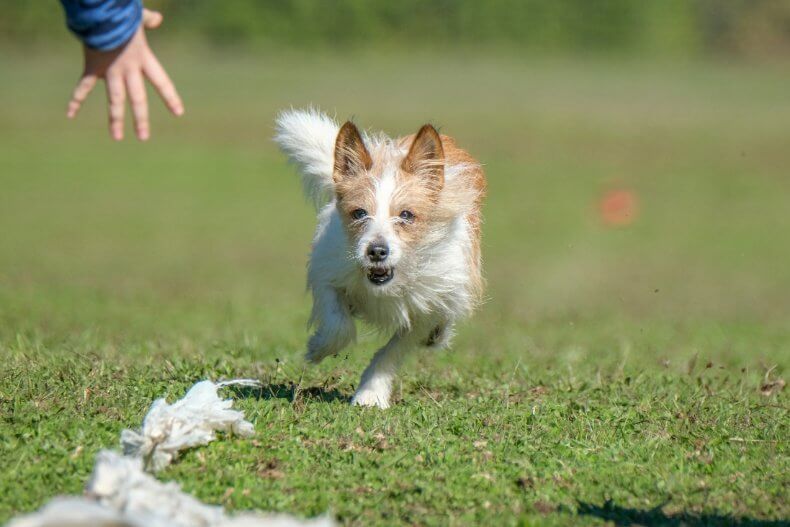 Portuguese Podengo Pequeno running to demo exercise needs