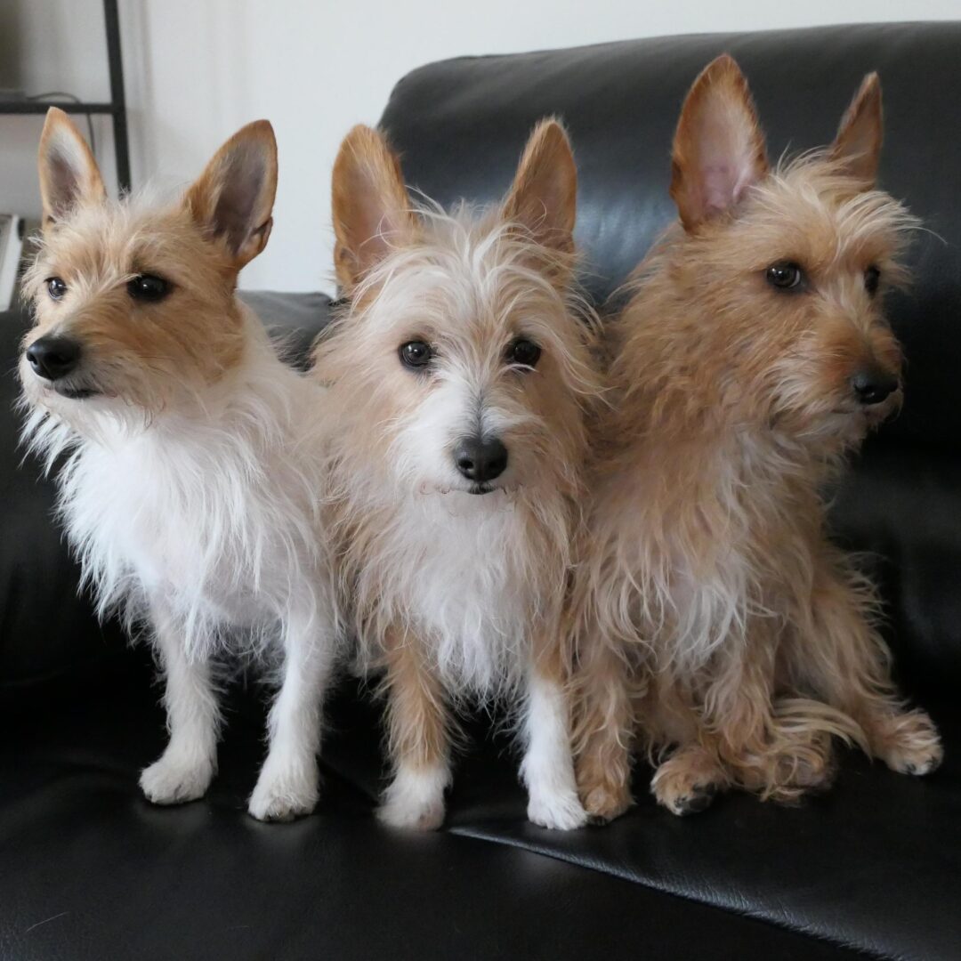 petite wirehaired Portuguese Podengo Pequeno trio seated in chair