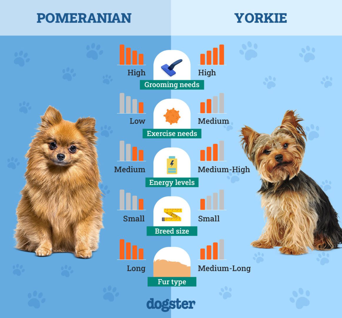 toy breed comparison: Pomeranian vs Yorkie
