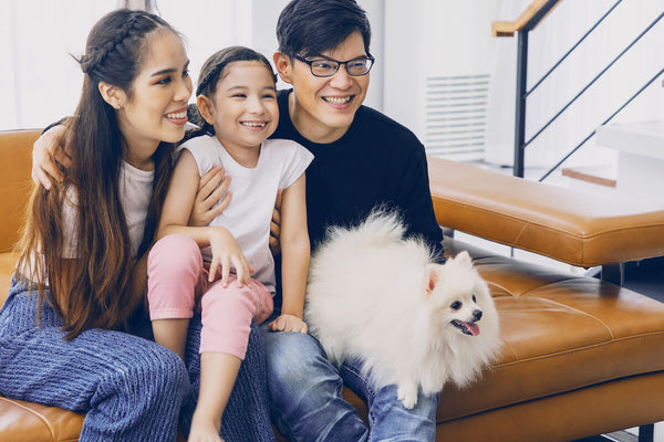 Pomeranian bonding to whole family with kids