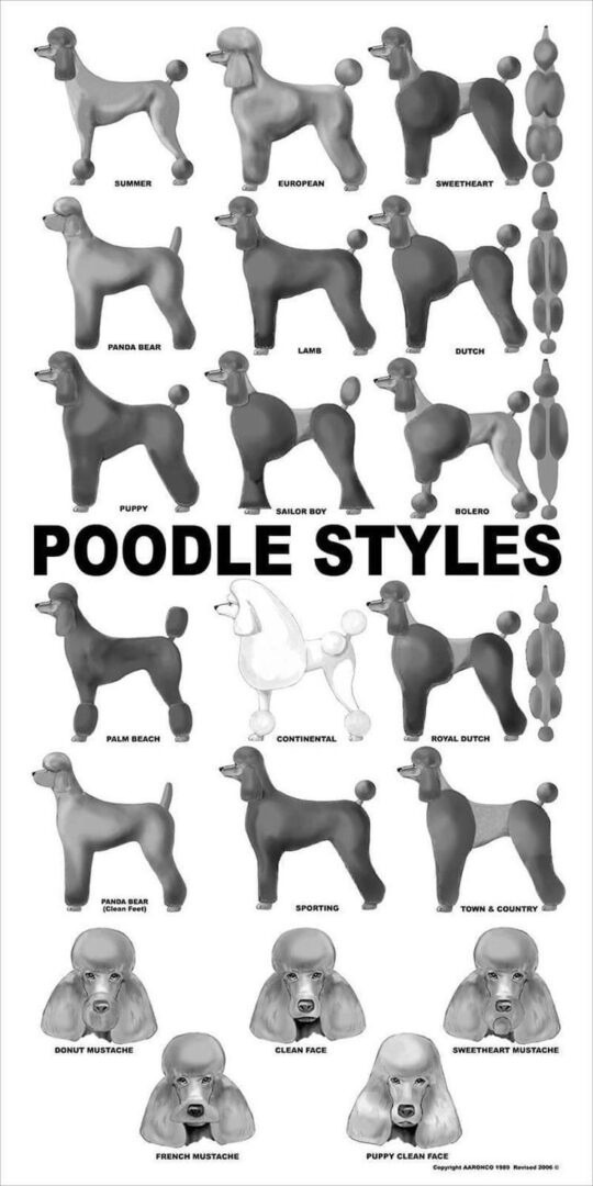 poodle coat grooming styles