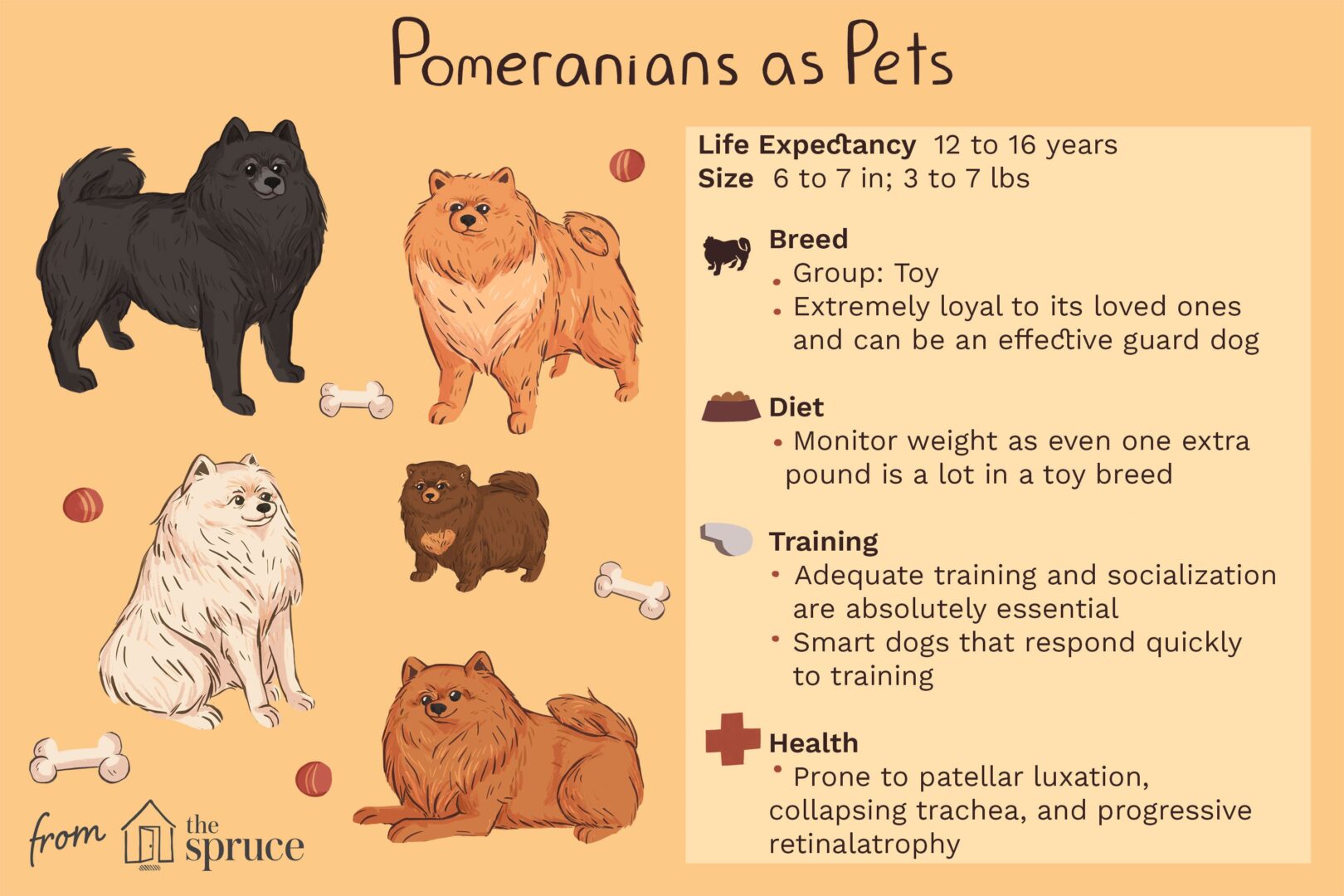 Pomeranian as pets: dog breed overview