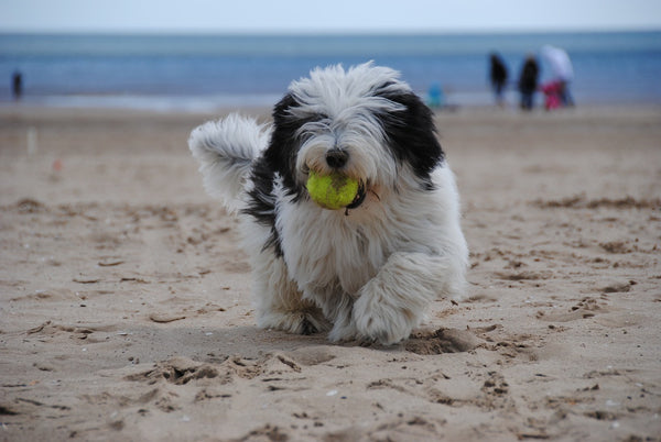 Polish Lowland Sheepdog (PON) family friendly since adaptable here running with ball at beach
