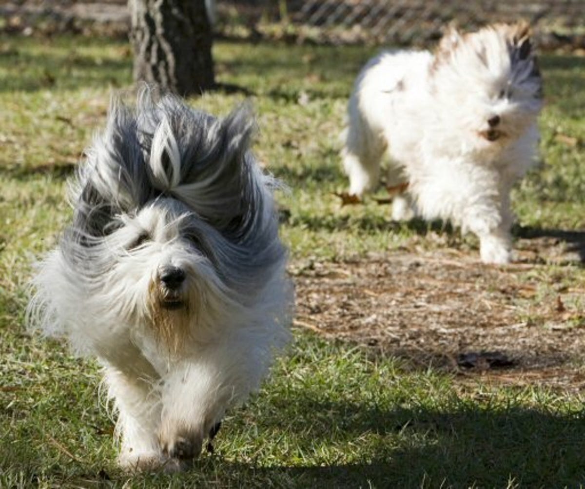 Polish Lowland Sheepdog (PON) high exercise needs seen running in fenced yard
