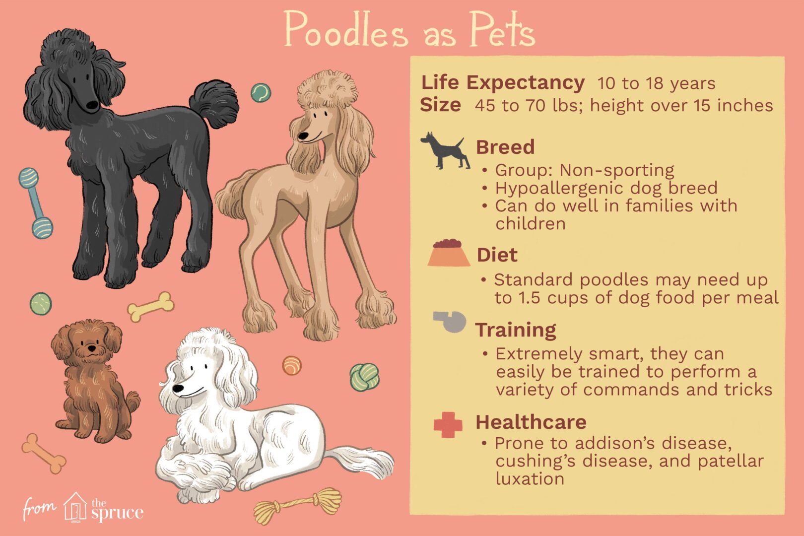 poodles as popular pets: smart, sporty and stylish