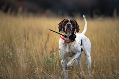 English Pointer Info: Origins, How ID, Health, Training & Family-Friendly Traits | Hounds & Pointer Comparison