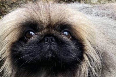 Pekingese Ancient Companion Dog: Royal History, Cost, Personality & Health | Chinese Breed Comparison