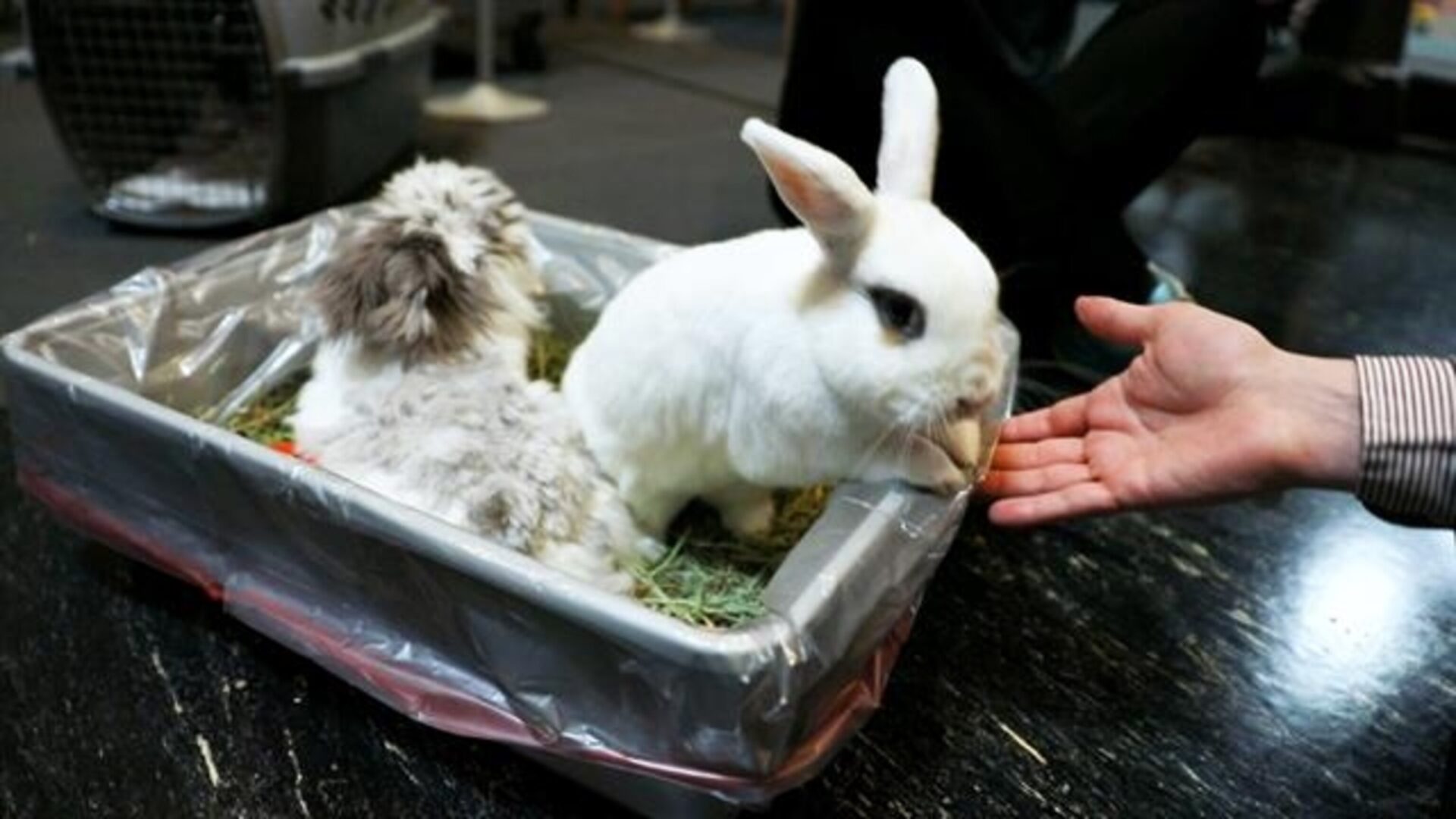 house rabbits eating in litterbox by person