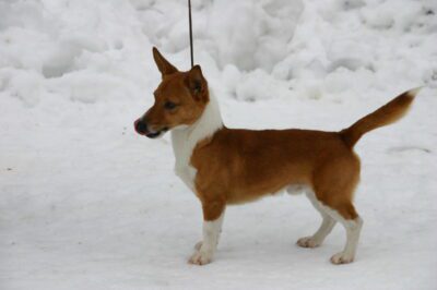 Adaptable Underrated Portuguese Podengo Pequeno: Cost, Warren History, Care & Exercise | Rare Dog Breed Comparison