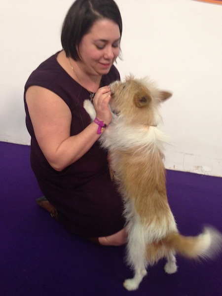 Portuguese Podengo Pequeno stands to get treat from female owner