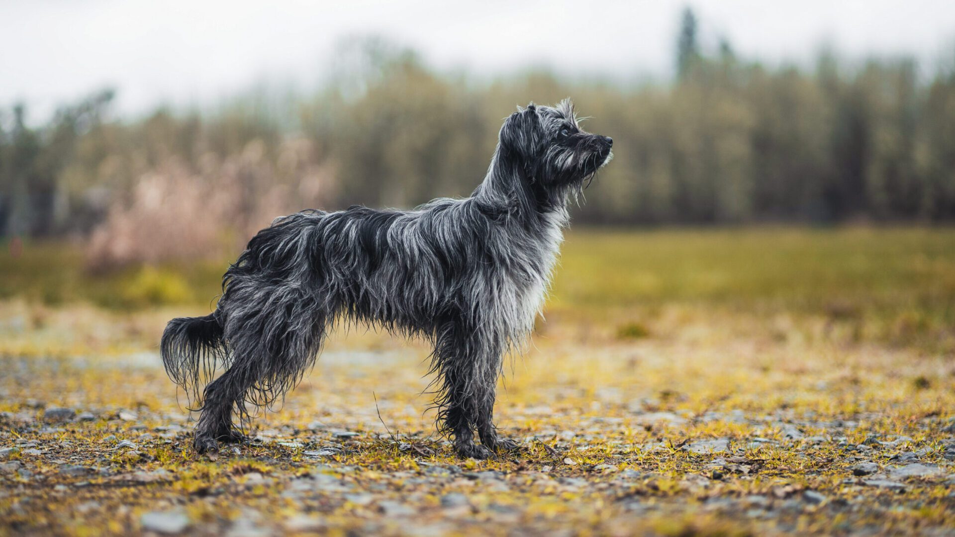 Pyrenean Shepherd sheepdog pyr shep focused temperament looking contemplative in field