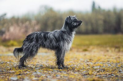 Pyrenean Shepherd “Pyr Shep” Dog Breed: History, Standard Traits to ID & Great Pyrenees Comparison