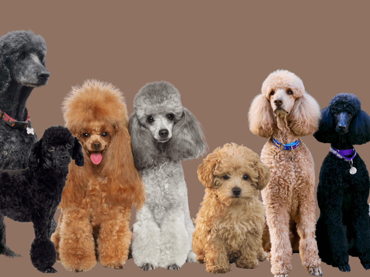 poodle size & coat variety: standard, mini, toy with traditional cuts and puppy cuts