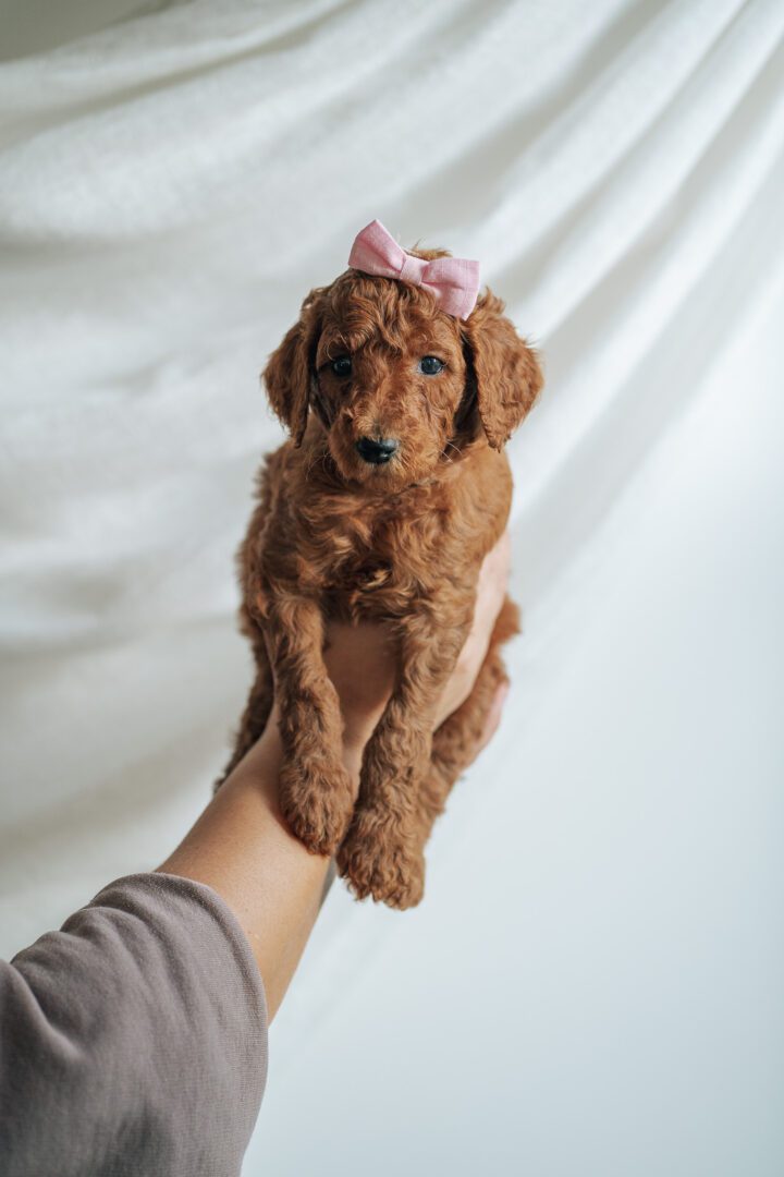 person holding apricot poodle puppy up, cost of ownership