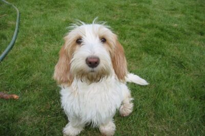 Rare Family-Friendly Petit Basset Griffon Vendeen: History, Cost, Health, Pros & Cons | PBGV vs Basset & GBGV Comparison