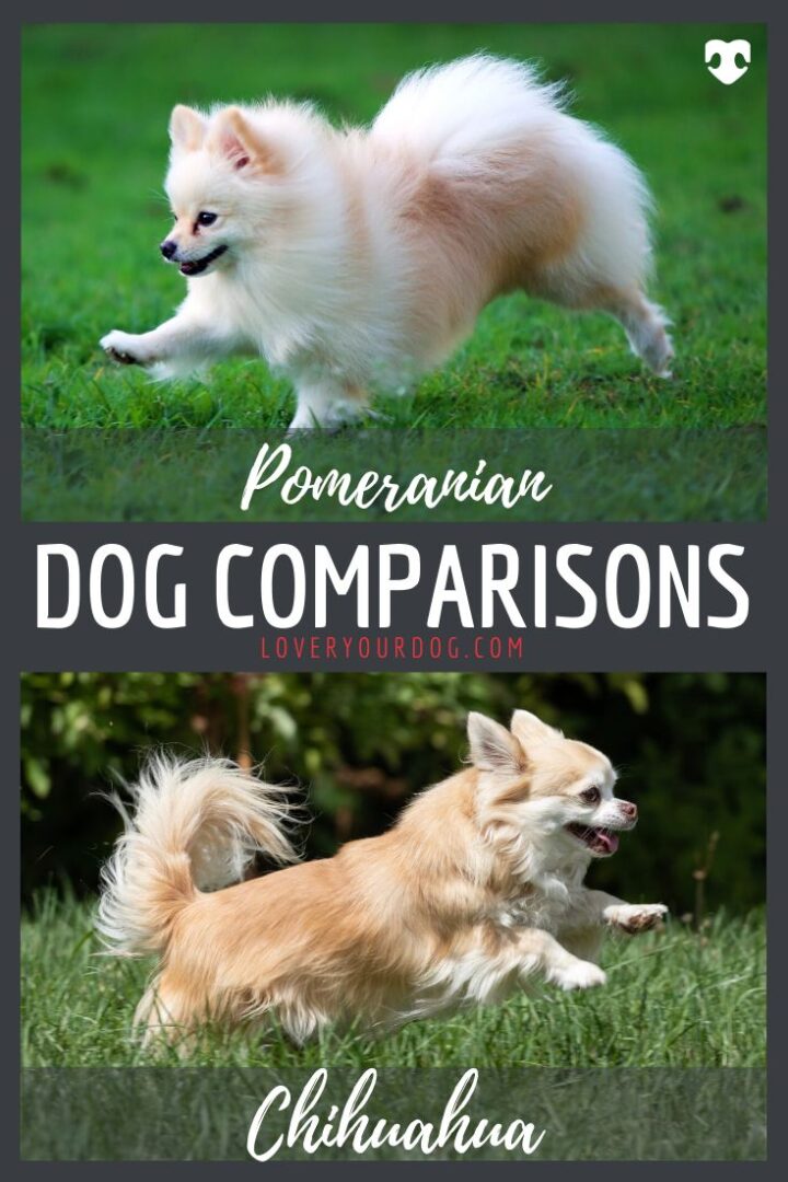 toy breed comparison: Pomeranian vs Chihuahua comparison